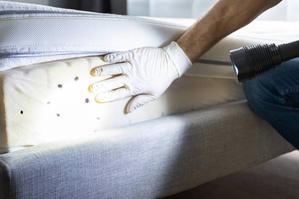 Best Affordable Pest Control Services  in Freeport, TX