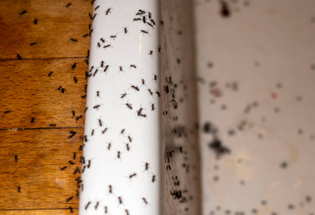 Spider Control Near Me in Freeport, TX