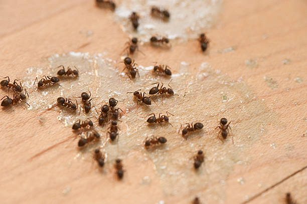 Best Pest Inspection Near Me  in Freeport, TX