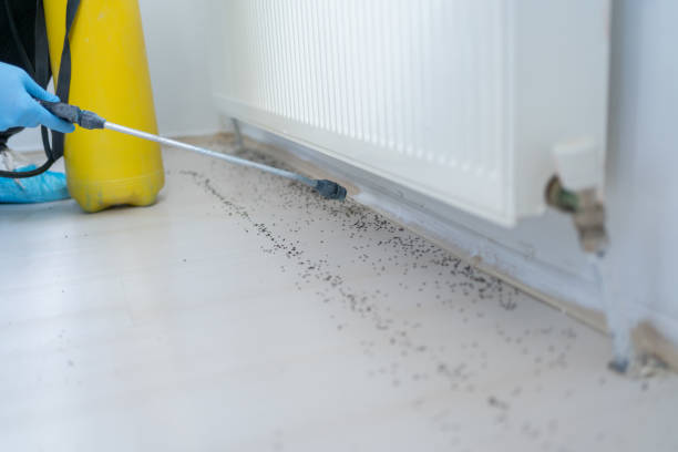 Best Best Pest Control Companies  in Freeport, TX