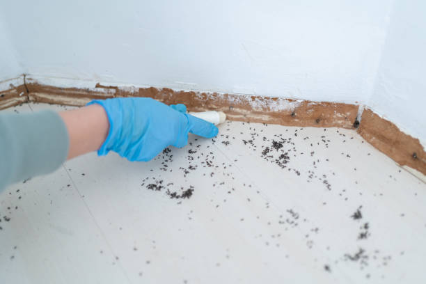 Best Wasp Removal Services  in Freeport, TX